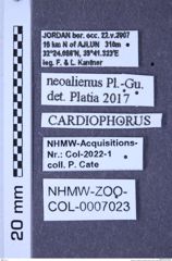 Etiketten zu Cardiophorus neoalienus (Platia & Gudenzi, 1999) (NHMW-ZOO-COL-0007023)